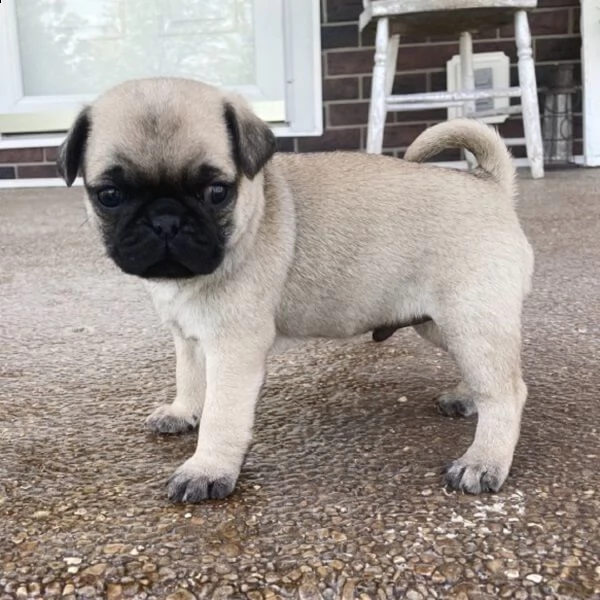 regalo carlino mini | Foto 0