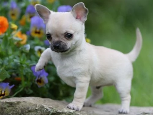 cuccioli di chihuahua in adozione | Foto 1