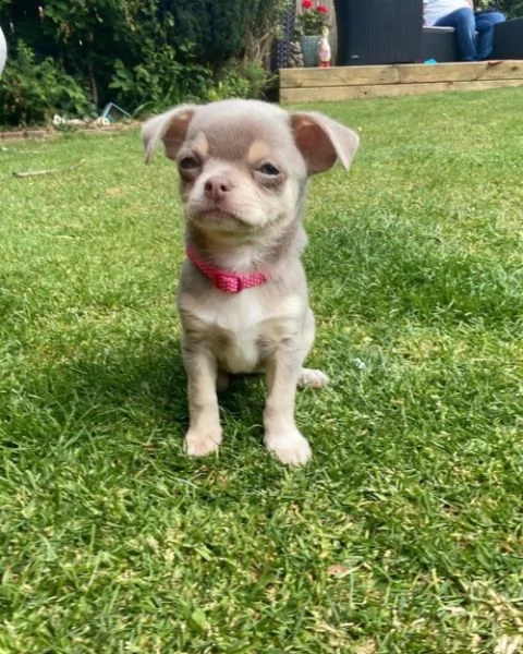 cuccioli di chihuahua in adozione | Foto 0