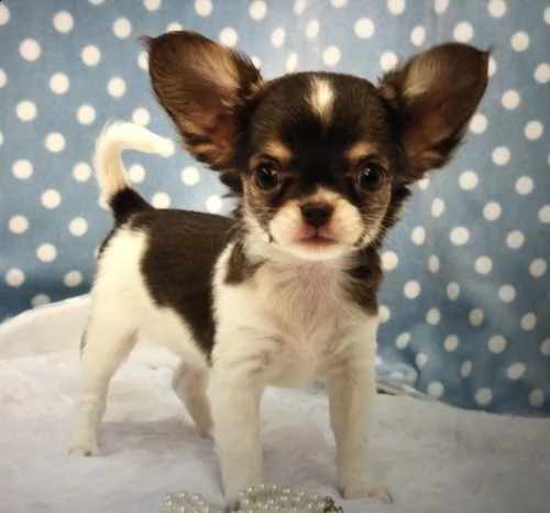 vendo cuccioli di chihuahua | Foto 1