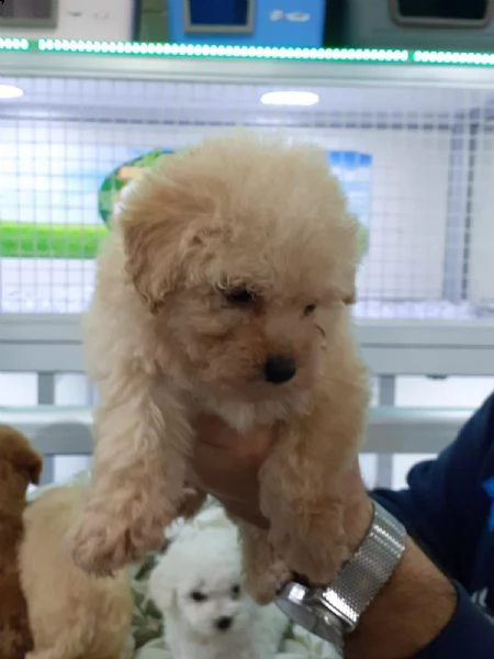 barboncino toy | Foto 0