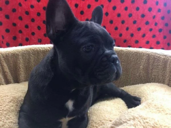 bulldog francese 