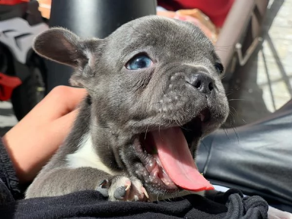 bulldog francese  | Foto 0