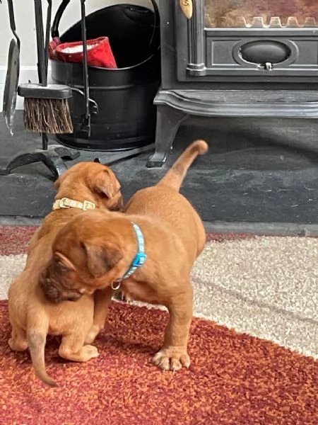 regalo cuccioli di dogue de bordeaux 