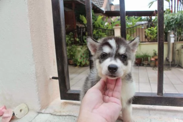 husky siberiano aca | Foto 5