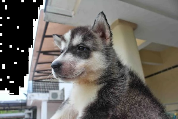 husky siberiano aca | Foto 3