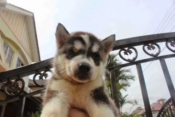 husky siberiano aca | Foto 0