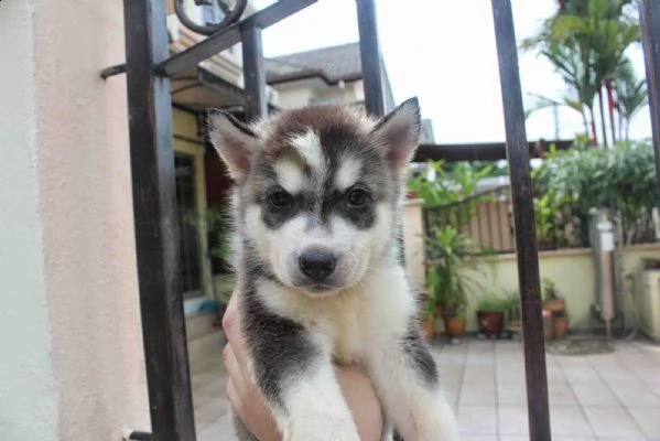 cuccioli di husky siberiano di razza pura akc. | Foto 3