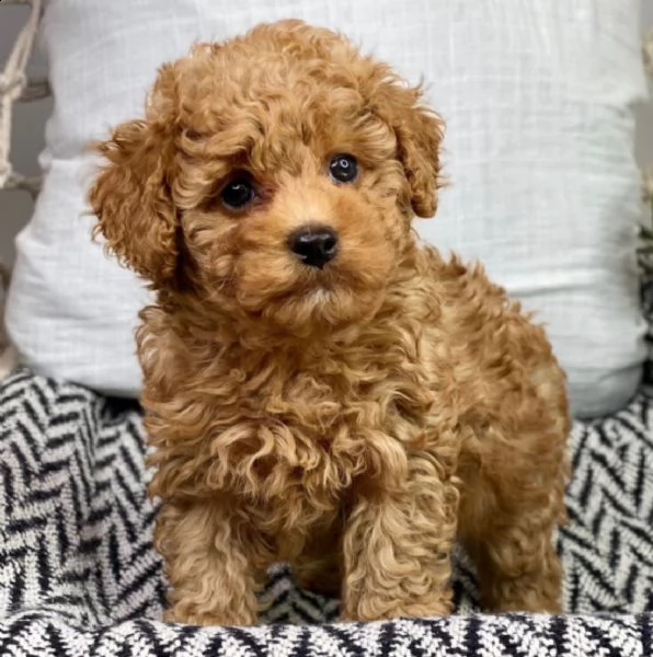 regalo adorabili cuccioli  san bernardo  femminucce e maschietti disponibili gratuita 