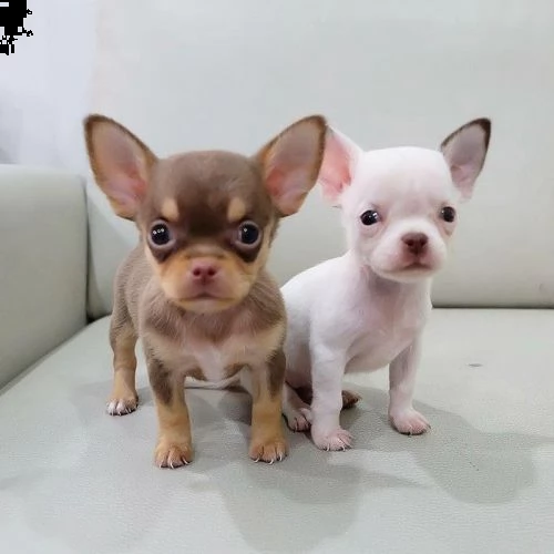 adorabili cuccioli di chihuahua mini giocattolo in adozione | Foto 0