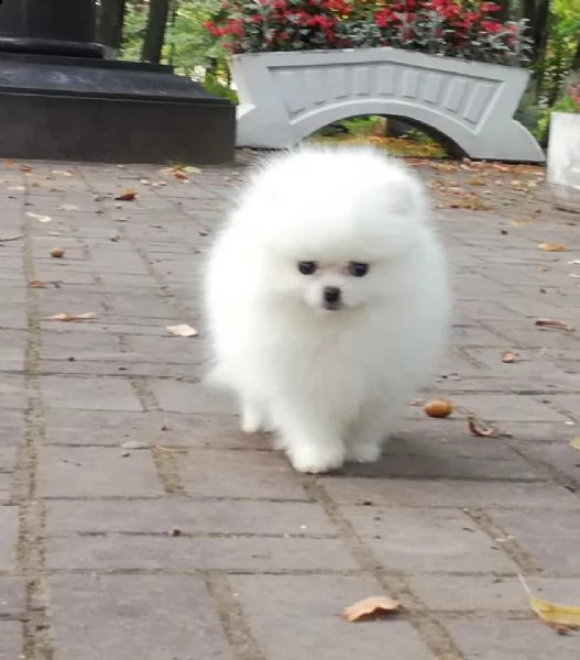 cuccioli di pomerania | Foto 0
