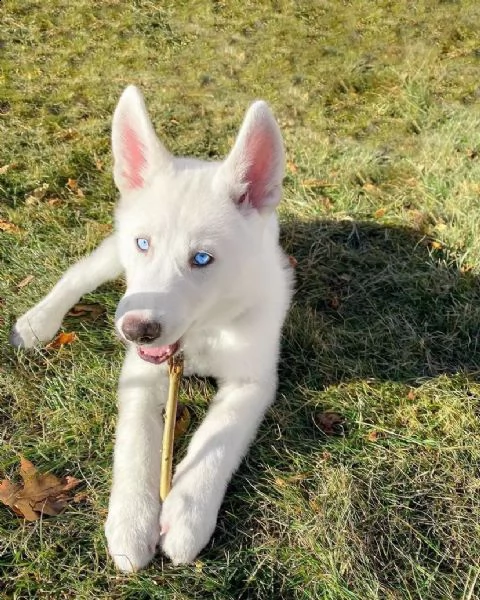 disponibili pui de husky masculi si femele | Foto 0