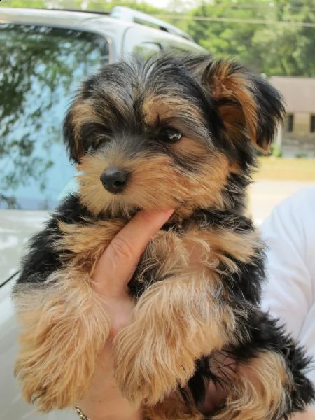 cuccioli yorkshire