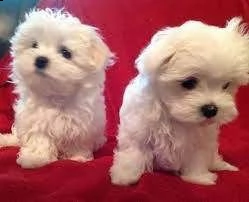 cuccioli di maltese bianco