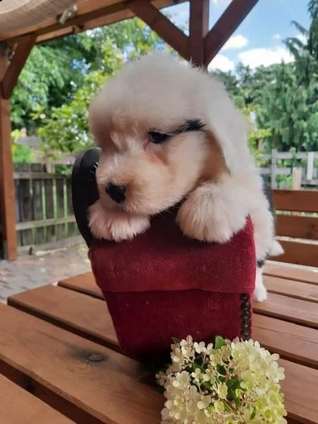 disponibili cuccioli di bobtail | Foto 3