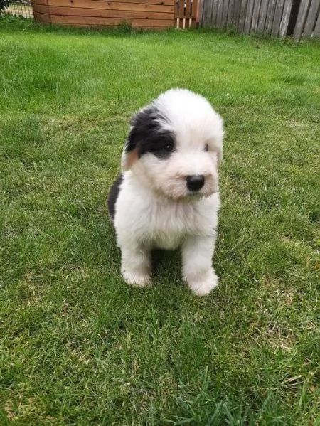 disponibili cuccioli di bobtail | Foto 2