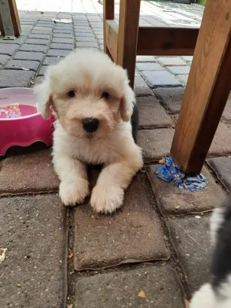 disponibili cuccioli di bobtail | Foto 1