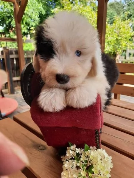 disponibili cuccioli di bobtail | Foto 0