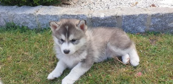 tre cuccioli di siberian husky cioccolato con pedigree | Foto 6