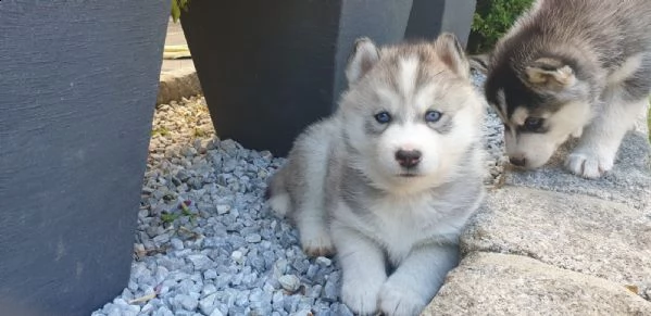 tre cuccioli di siberian husky cioccolato con pedigree | Foto 3