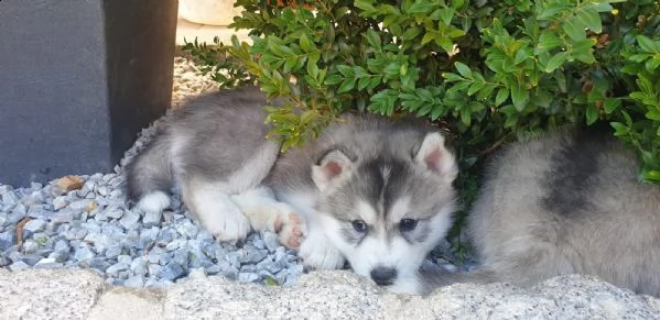 tre cuccioli di siberian husky cioccolato con pedigree | Foto 2