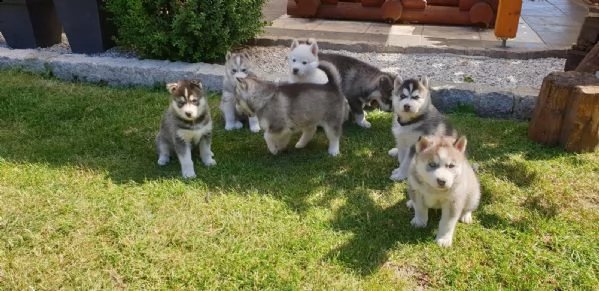 tre cuccioli di siberian husky cioccolato con pedigree | Foto 1