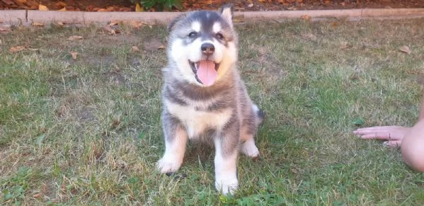 tre cuccioli di siberian husky cioccolato con pedigree | Foto 0