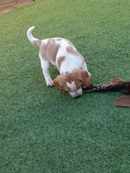 fantastici cuccioli beagle di 3 mesi | Foto 5