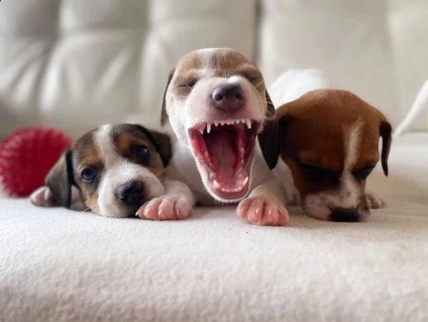 cuccioli di jack russel terrier allevati in casa