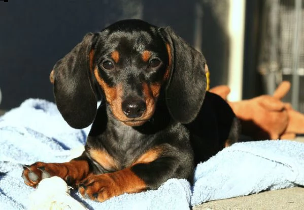 bassotti nani cuccioli neri focati | Foto 0