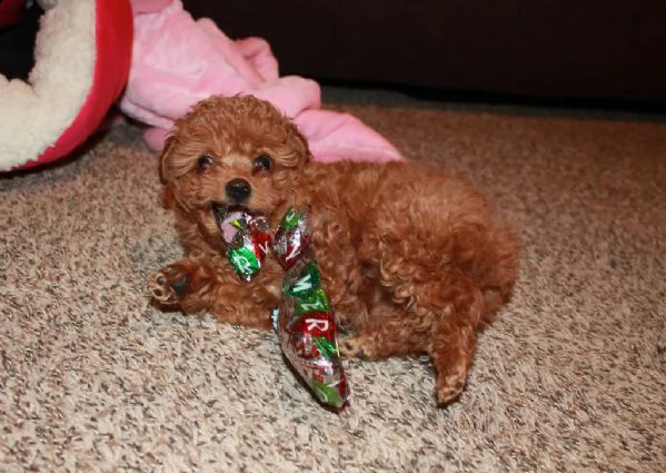 barboncini nani e toy cuccioli | Foto 0