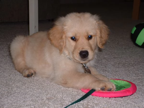 cuccioli golden retriever 
