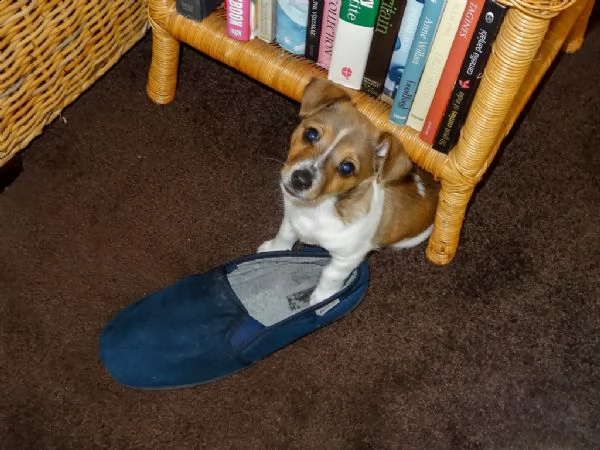 cuccioli di jack russell terrier  | Foto 0