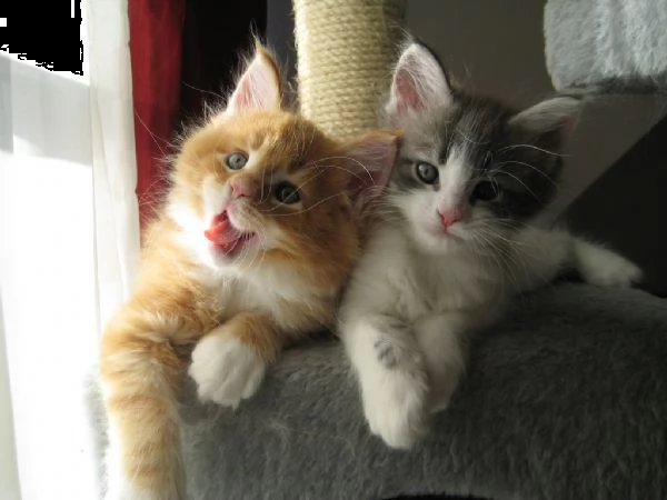 splendida cucciolata di maine coon 