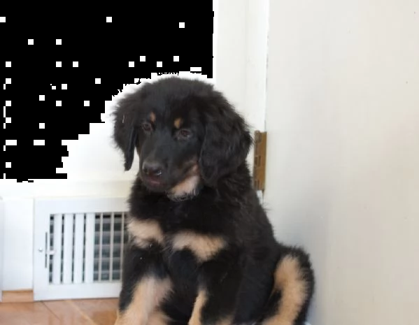 cuccioli di hovawart  | Foto 0