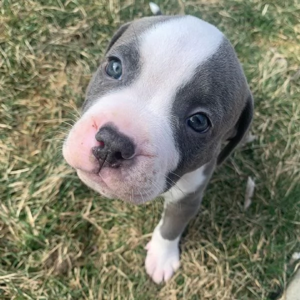 bellissimi cuccioli di pitbull americano