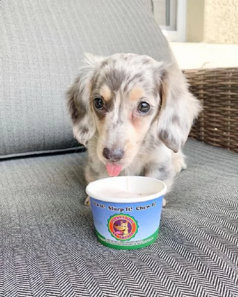 cuccioli di bassotto a pelo lungo allevati in casa
