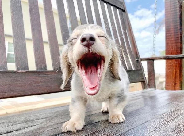 cuccioli di bassotto a pelo lungo allevati in casa | Foto 6