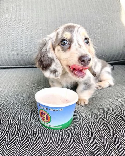 cuccioli di bassotto a pelo lungo allevati in casa | Foto 5