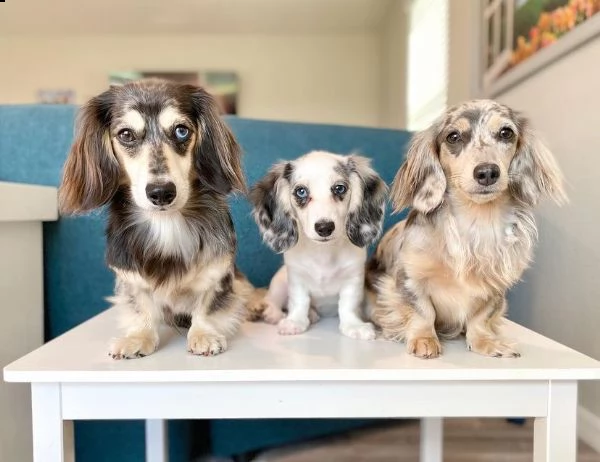 cuccioli di bassotto a pelo lungo allevati in casa | Foto 4