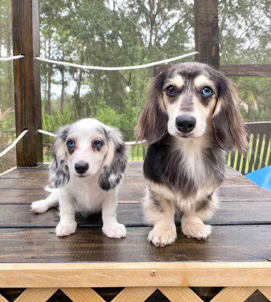 cuccioli di bassotto a pelo lungo allevati in casa | Foto 2