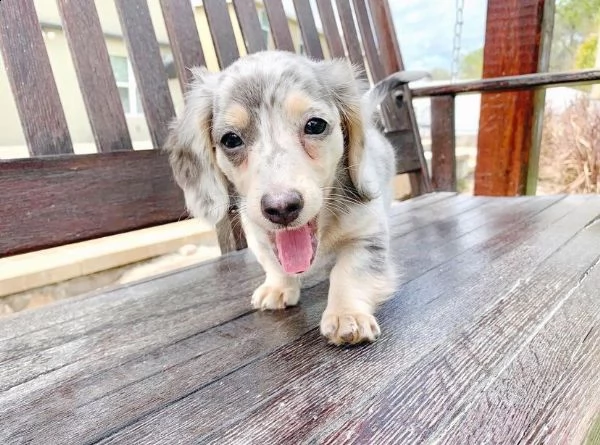 cuccioli di bassotto a pelo lungo allevati in casa | Foto 1
