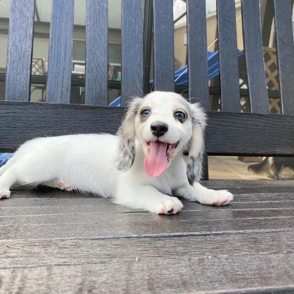 cuccioli di bassotto a pelo lungo allevati in casa | Foto 0