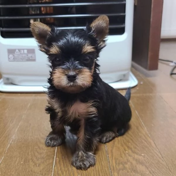 incredibili cuccioli di yorkshire terrier   | Foto 3