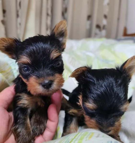 incredibili cuccioli di yorkshire terrier   | Foto 2