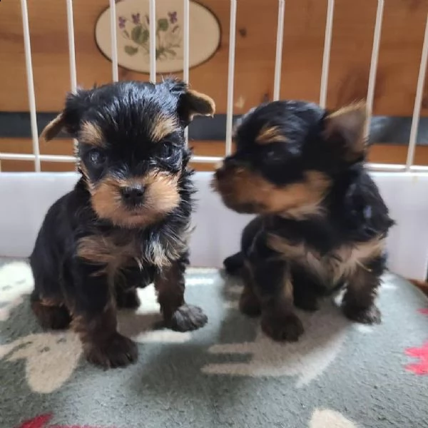 incredibili cuccioli di yorkshire terrier   | Foto 1