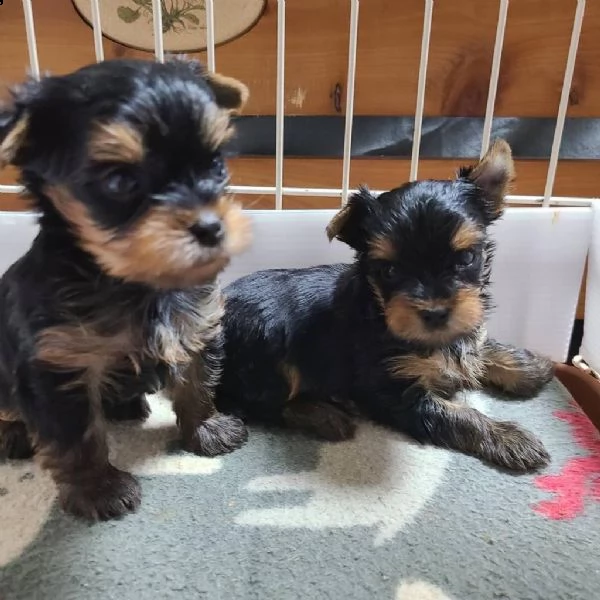 incredibili cuccioli di yorkshire terrier  