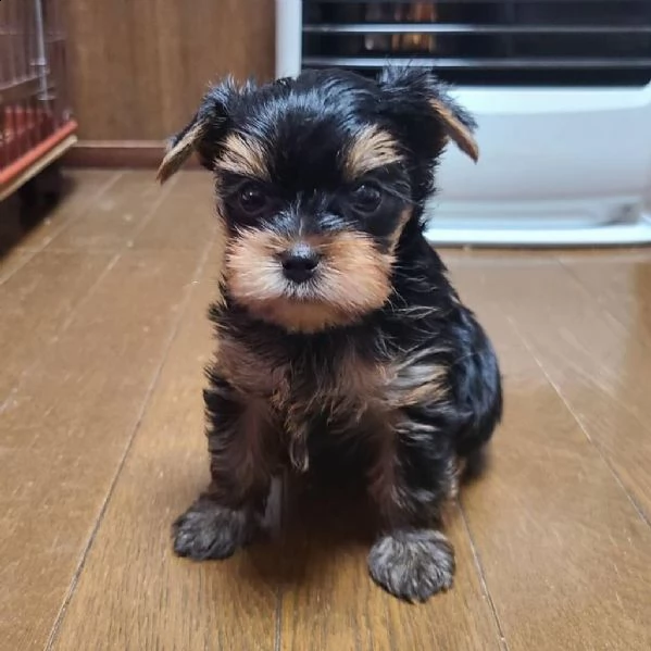 incredibili cuccioli di yorkshire terrier   | Foto 0