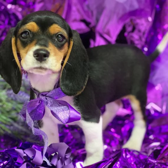 beagle cuccioli per l'adozione