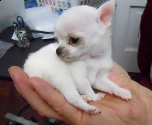 amichevole cucciolo di chihuahua maschio | Foto 3